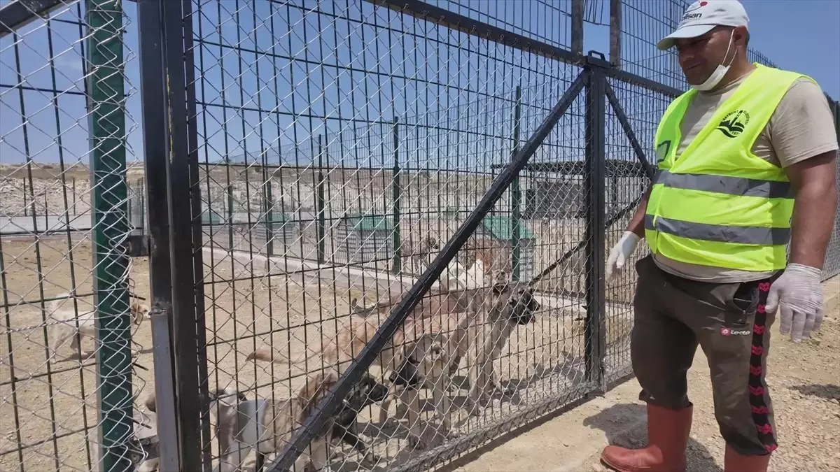 Bayburt'taki Barınakta 512 Sahipsiz Hayvana Bakım Yapılıyor