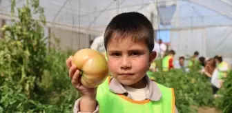 Bayburt'ta Özel Öğrenciler Bahçe Hasadı Yaptı