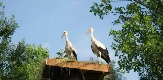 Yıkılan Leylek Yuva Kışını Terme Belediyesi Yeniden Yapılandırdı