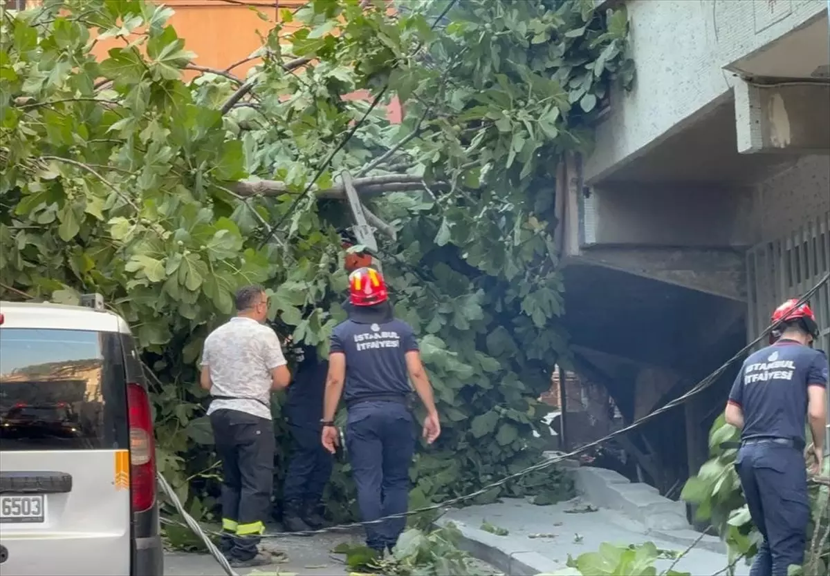 Beyoğlu'nda Devrilen Ağaçlar Park Halindeki Araçlara Zarar Verdi