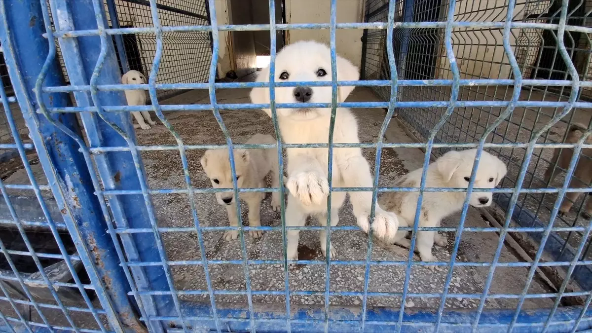 Beypazarı'nda Doğal Yaşam Barınağı Açıldı