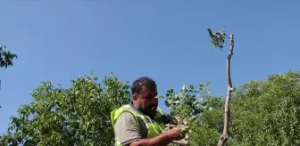 Beypazarı'nda Antep Fıstığı Aşılaması Başladı