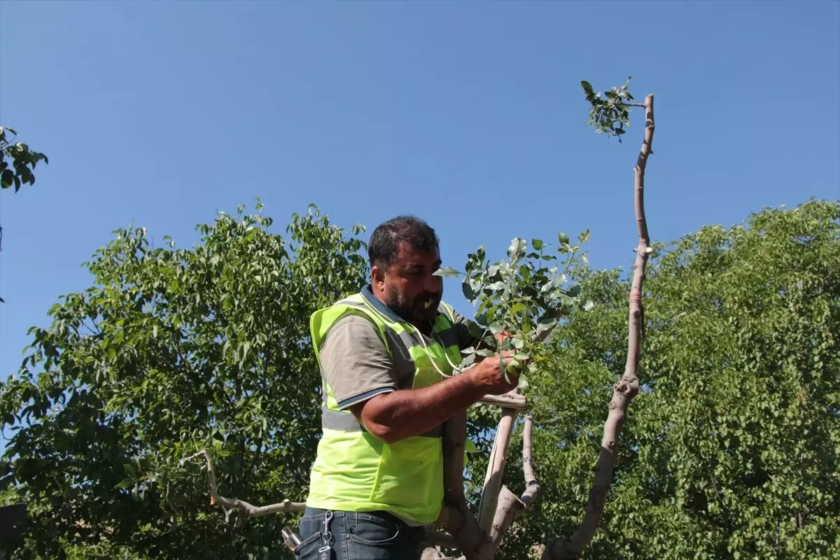 Beypazarı'nda Antep Fıstığı Aşılaması Başladı