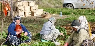 Beypazarı'nda Tarım İşçilerine Günlük 735 Lira Yevmiye