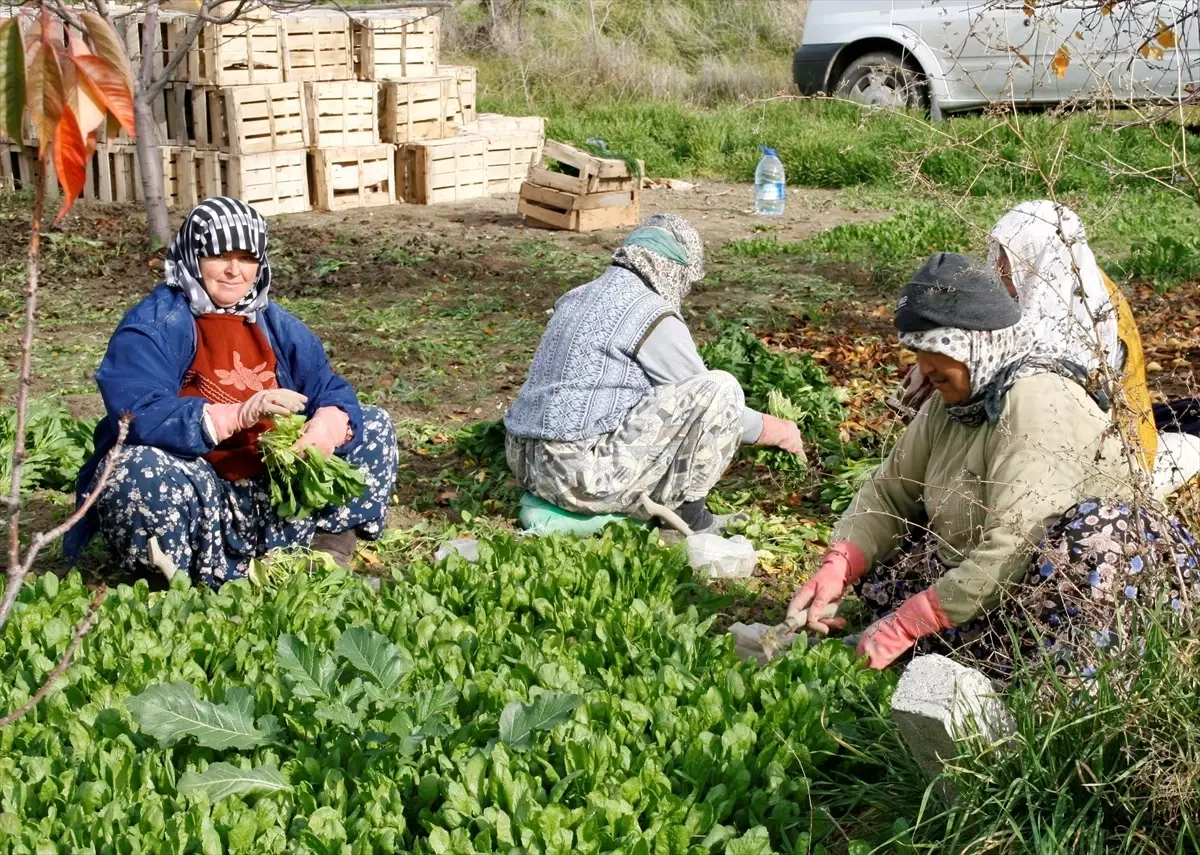 Beypazarı'nda Tarım İşçilerine Günlük 735 Lira Yevmiye