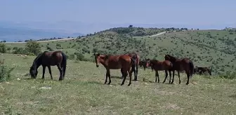 Beypazarı'nda Yılkı Atları Doğal Yaşam Alanlarında Görüntülendi