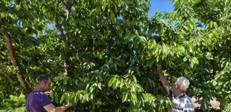 Beyşehir'de Kiraz Hasadı ve Kadınların Farkındalık Etkinliği