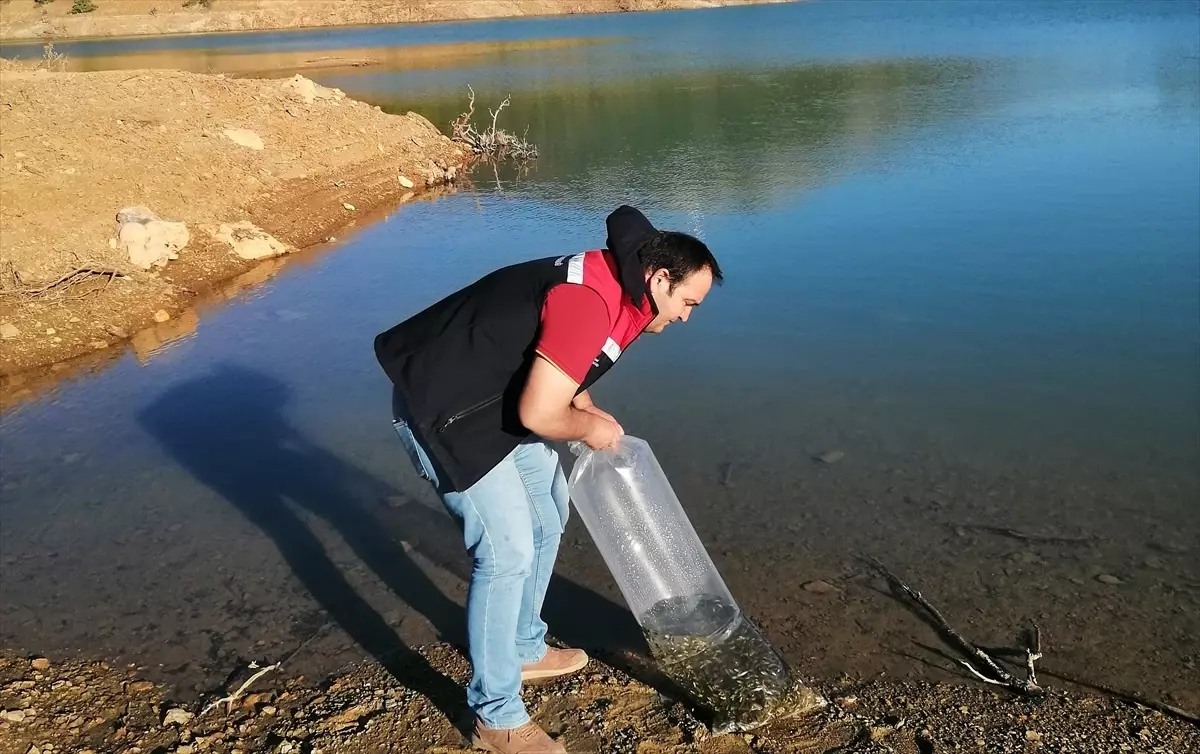 Beyşehir Göletlerine 500 Bin Yavru Sazan Salındı