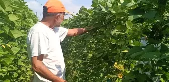 Pazaryeri Boncuğu Fasulyesinde Kuraklık ve Sıcaklık Etkisi: Verim Düşüşü Yaşanıyor