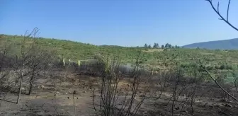 Bilecik'te Yangın: 5 Dönüm Buğday Tarlası ve 2 Hektar Orman Zarar Gördü
