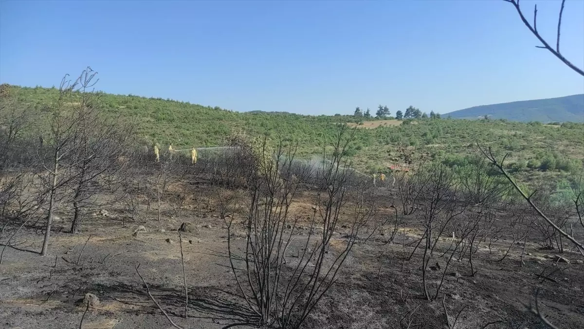 Bilecik'te Yangın: 5 Dönüm Buğday Tarlası ve 2 Hektar Orman Zarar Gördü