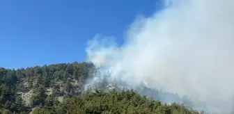 Bilecik'te Orman Yangını Kontrol Altına Alındı