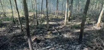 Bilecik'te Orman Yangını Kısa Sürede Söndürüldü
