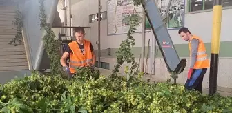 Pazaryeri'nde Şerbetçi Otu Hasadı Başladı