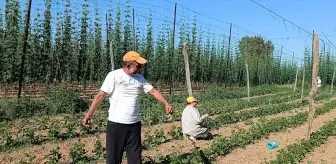 Bilecik'te Tescilli Boncuk Fasulyesi için İplikleme Çalışmaları Başladı
