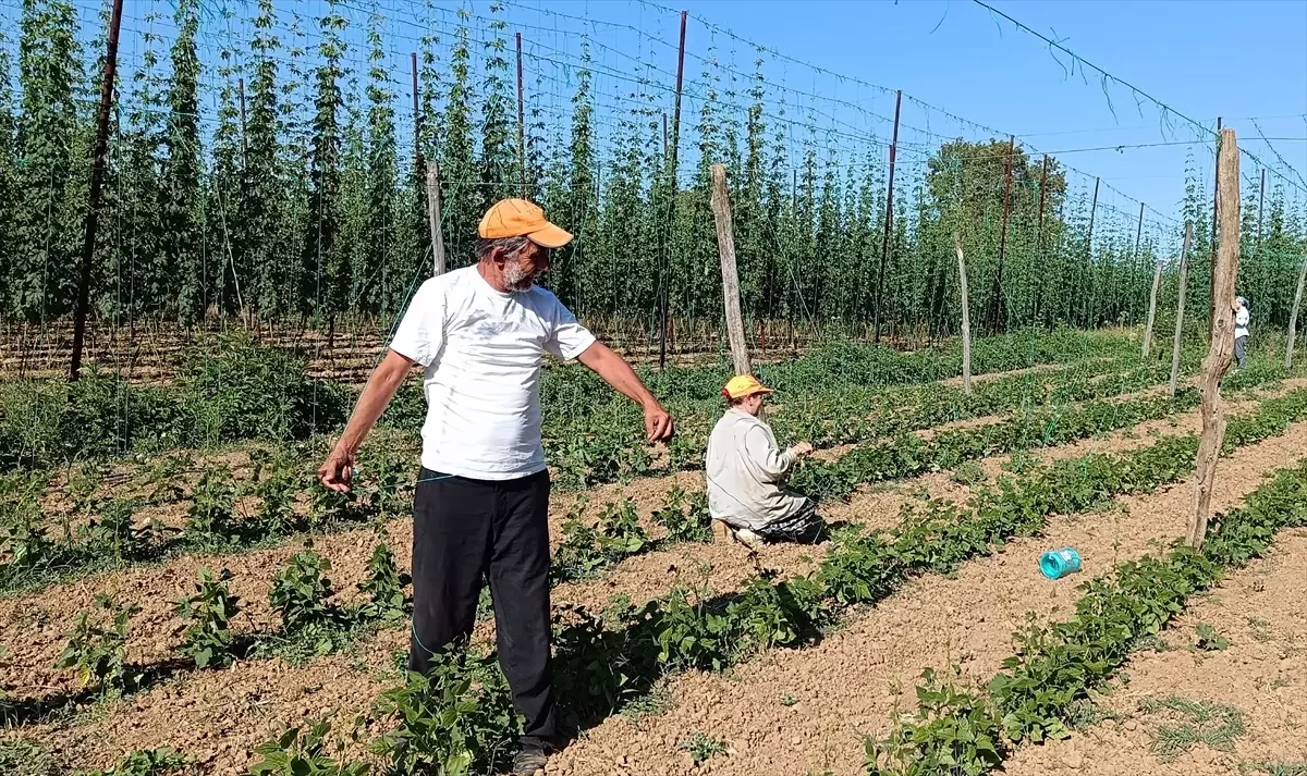 Bilecik'te Tescilli Boncuk Fasulyesi için İplikleme Çalışmaları Başladı