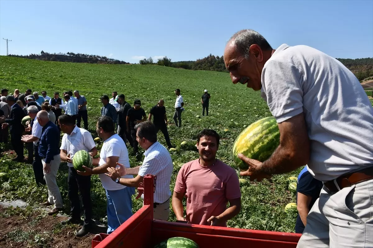 Yangın Mağdurlarına Tarımsal Destek: 6 Bin Ton Karpuz Satın Alındı