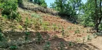 Bingöl'de 14 Bin Kök Hint Keneviri Ele Geçirildi