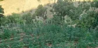 Bingöl'de 15 Bin 300 Kök Hint Keneviri Ele Geçirildi