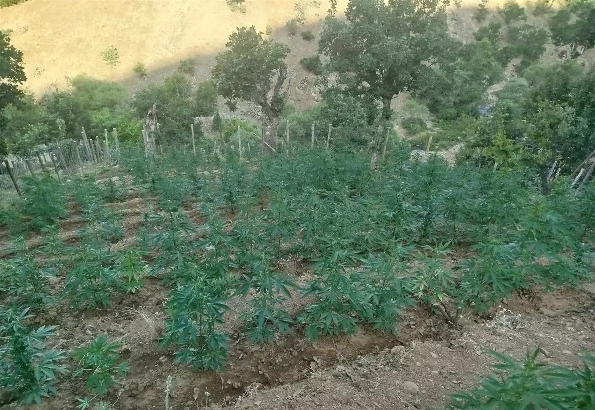 Bingöl'de 15 Bin 300 Kök Hint Keneviri Ele Geçirildi