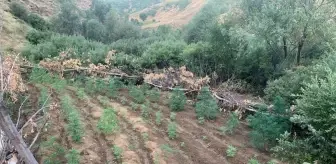 Bingöl'de Uyuşturucu Operasyonu: 1520 Kök Hint Keneviri ve 4000 Kök Skunk Ele Geçirildi