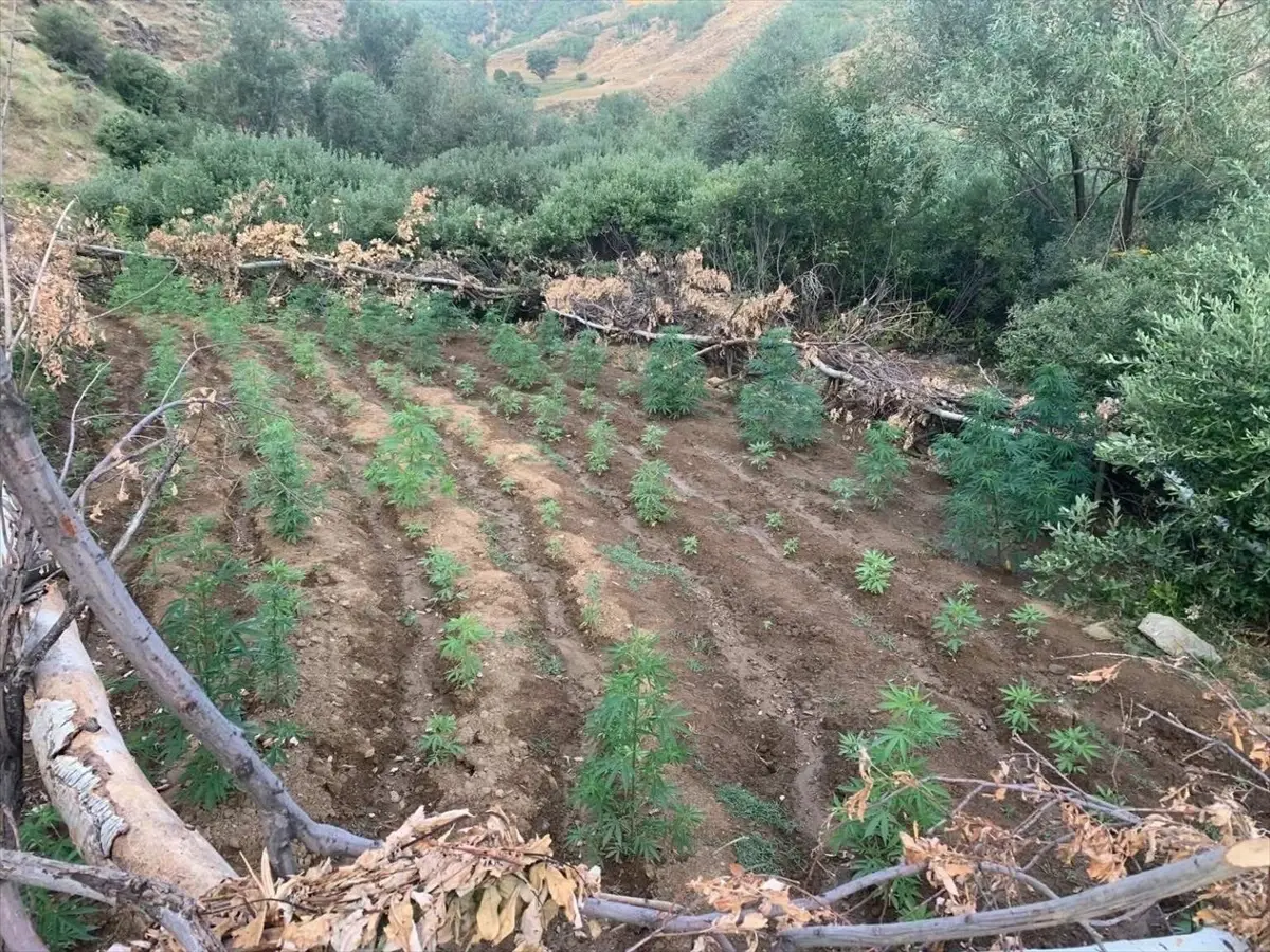 Bingöl'de Uyuşturucu Operasyonu: 1520 Kök Hint Keneviri ve 4000 Kök Skunk Ele Geçirildi