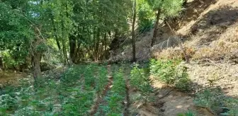 Bingöl'ün Genç İlçesinde Uyuşturucu Operasyonu: 9 Bin 300 Kök Skunk ve 7 Bin 945 Kök Hint Keneviri Ele Geçirildi