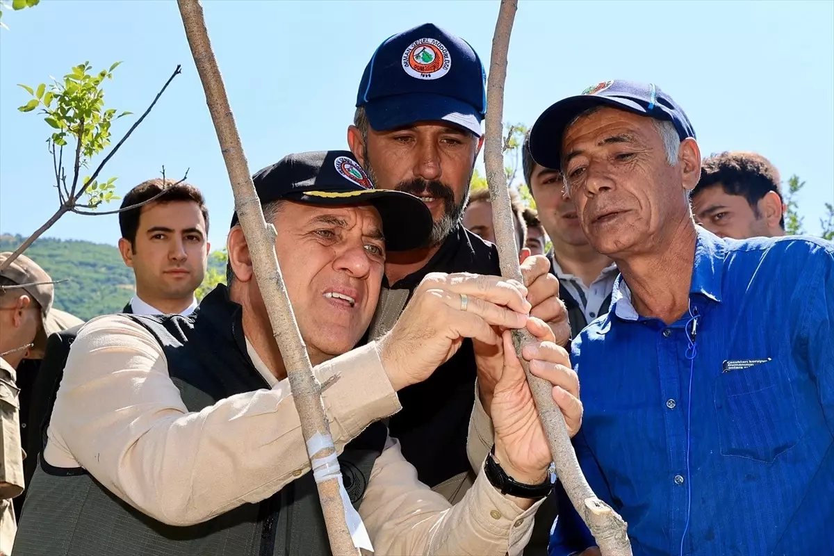 Bingöl'de Menengiç Ağaçlarına Fıstık Aşısı Uygulaması Başladı