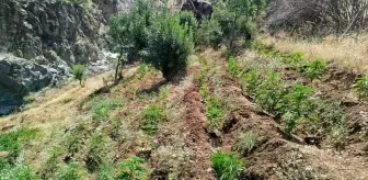 Bingöl'de Uyuşturucu Operasyonu: 5 Bin 990 Kök Hint Keneviri Ele Geçirildi