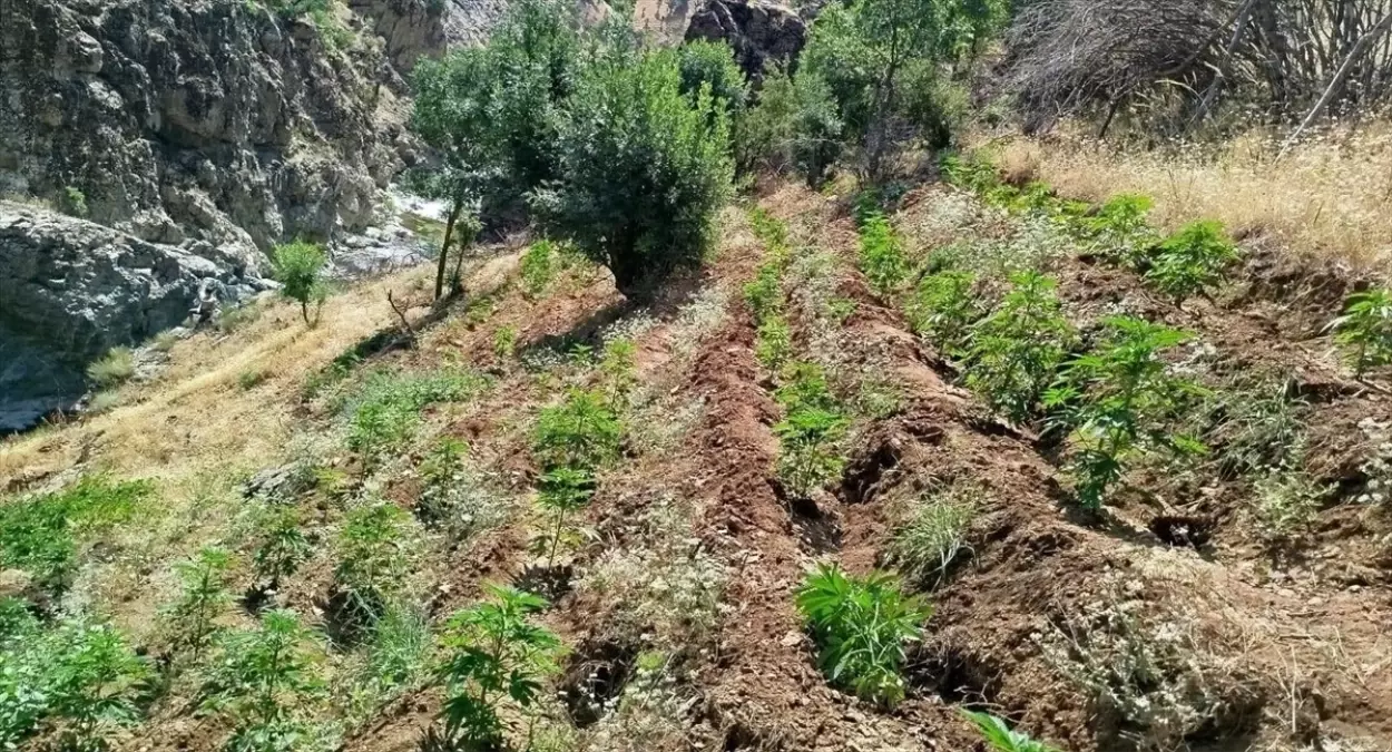 Bingöl'de Uyuşturucu Operasyonu: 5 Bin 990 Kök Hint Keneviri Ele Geçirildi