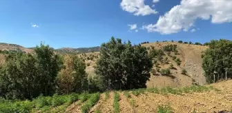 Bingöl'de Uyuşturucu Operasyonlarında Binlerce Kök Kenevir Ele Geçirildi