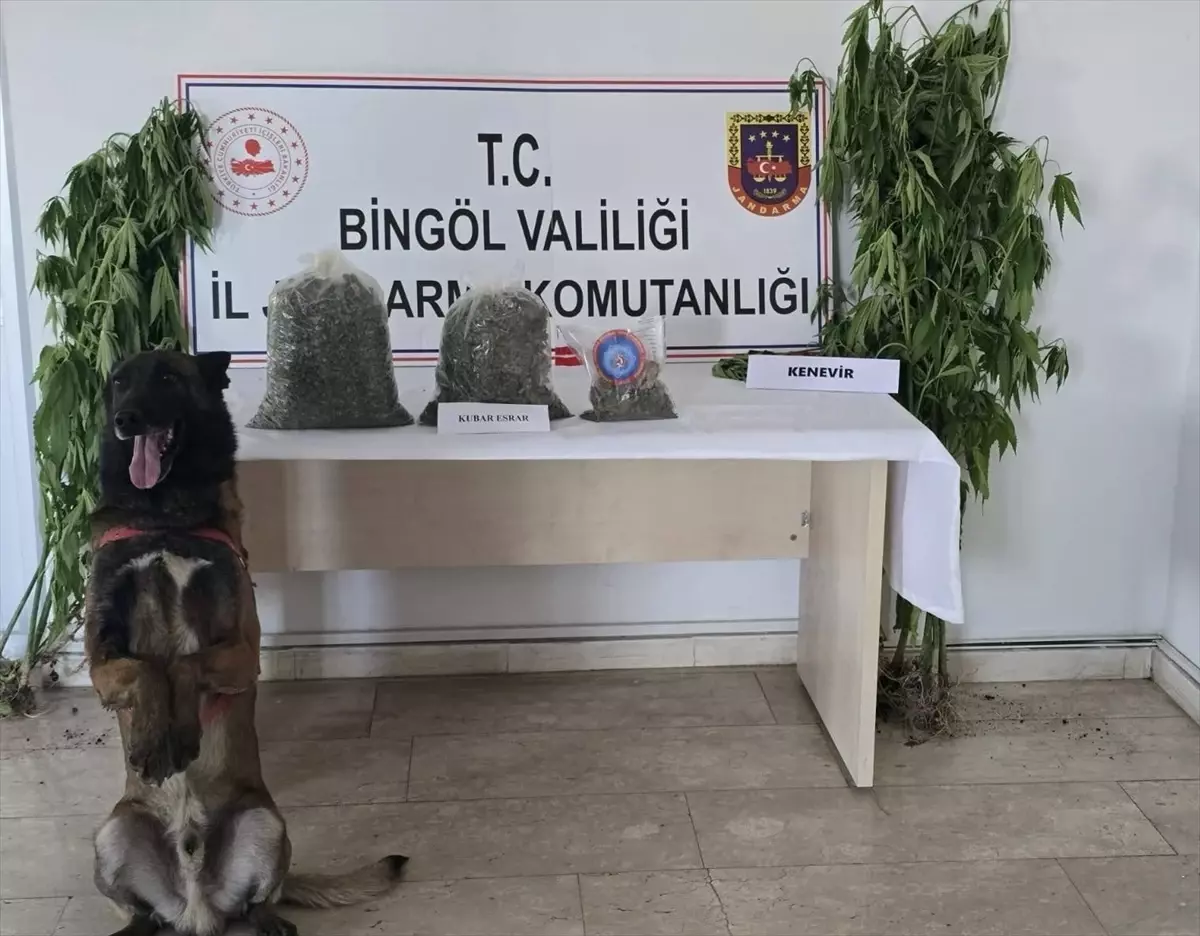 Bingöl'de Uyuşturucu Operasyonu: 9 Kilo Esrar ve 279 Kök Hint Keneviri Ele Geçirildi