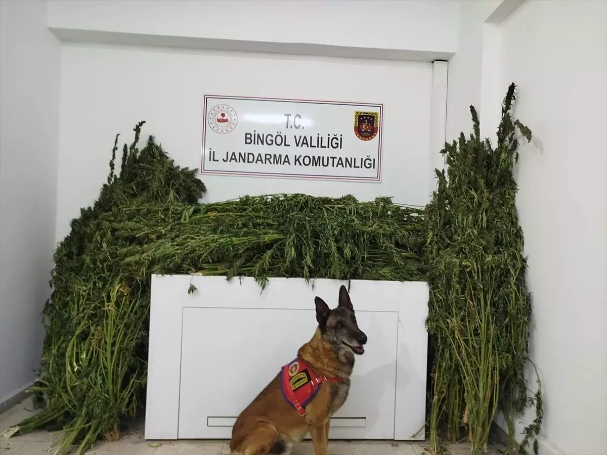Bingöl'de Uyuşturucu Operasyonu: 91 Kilo 250 Gram Kubar Esrar Ele Geçirildi