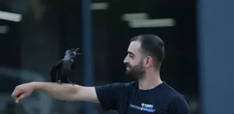 Motosiklet Teknisyeninin Kargası 'Şimşek' ile Dostluğu Görenleri Şaşırtıyor