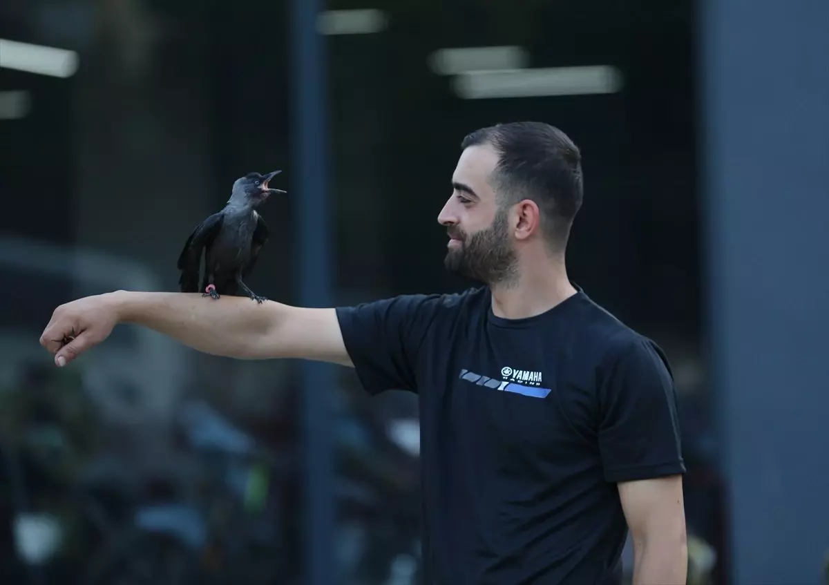 Motosiklet Teknisyeninin Kargası 'Şimşek' ile Dostluğu Görenleri Şaşırtıyor