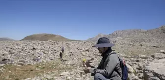 Tunceli'de Akademisyenler Yeni Bitki Türleri Araştırıyor