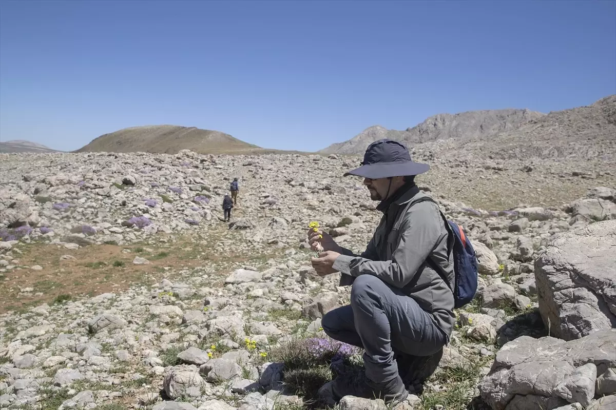 Tunceli'de Akademisyenler Yeni Bitki Türleri Araştırıyor