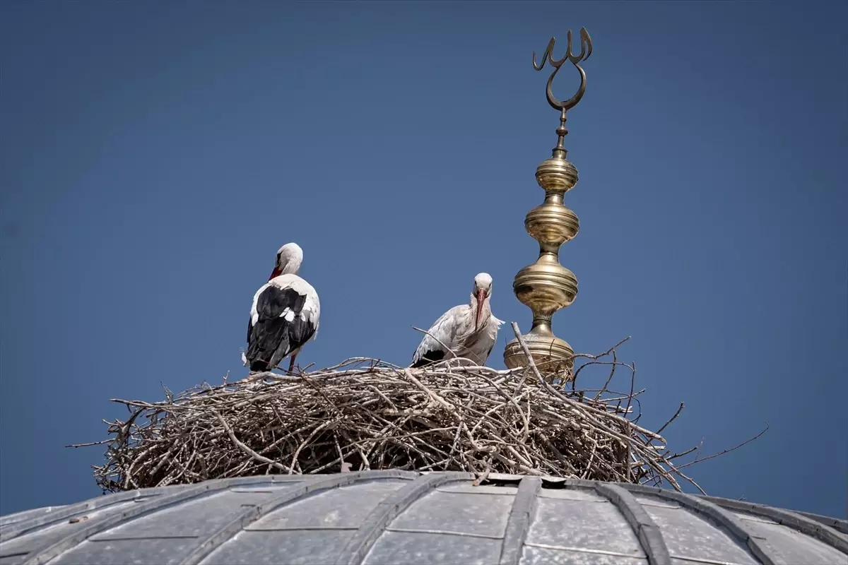 Erzurum'da Leylek Sayısı Artıyor: Bitki Örtüsü Gelişiyor ve Sıcaklık Düşüyor