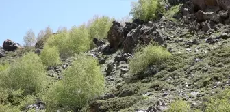 Bitlis'teki Obsidiyenlerin Tarih Öncesi Yolculuğu Araştırılacak