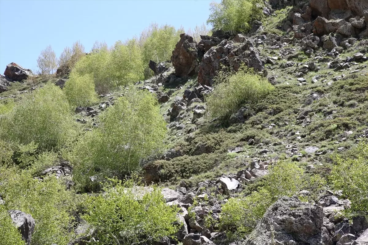 Bitlis'teki Obsidiyenlerin Tarih Öncesi Yolculuğu Araştırılacak