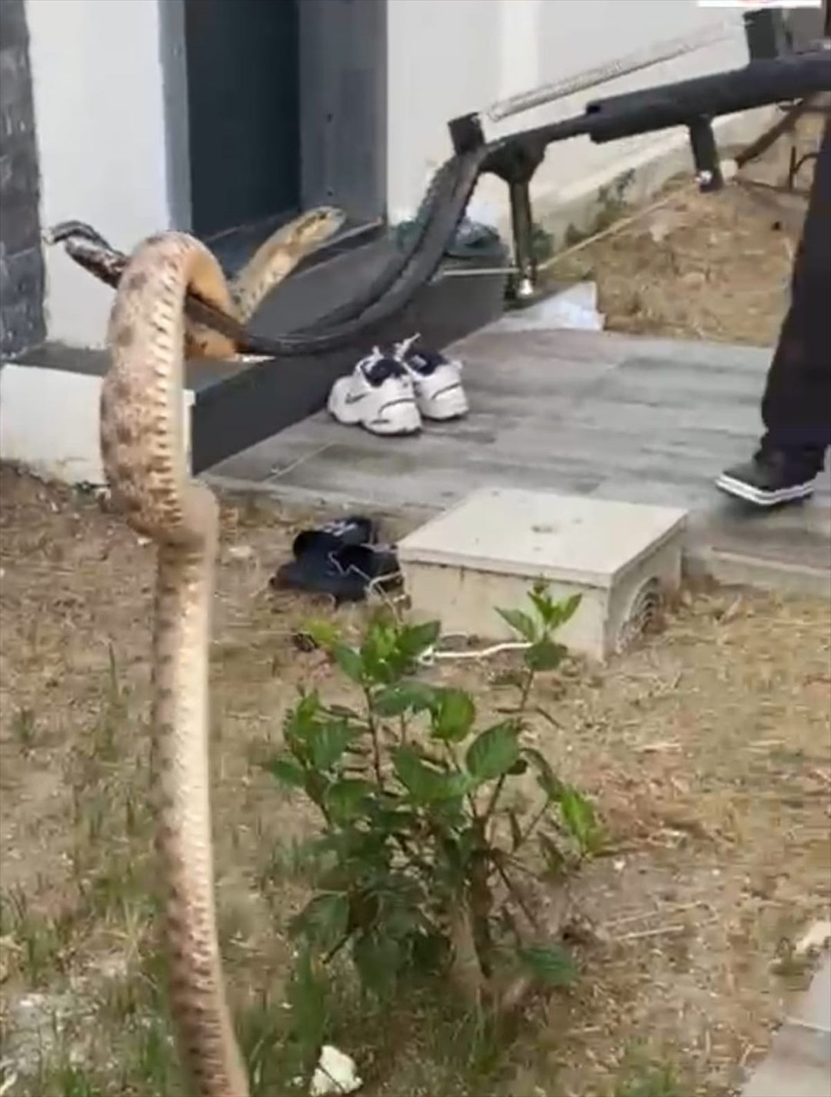 Bodrum'da Duvar Boşluğunda Bulunan Yılan Doğaya Salındı
