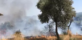 Bodrum'daki Zeytinlik ve Otluk Alanda Yangın Kontrol Altına Alındı