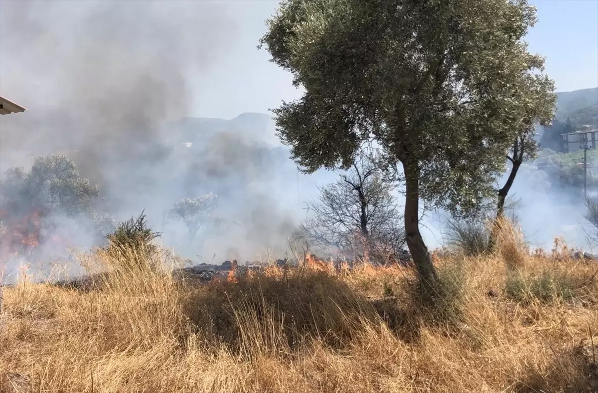 Bodrum'daki Zeytinlik ve Otluk Alanda Yangın Kontrol Altına Alındı