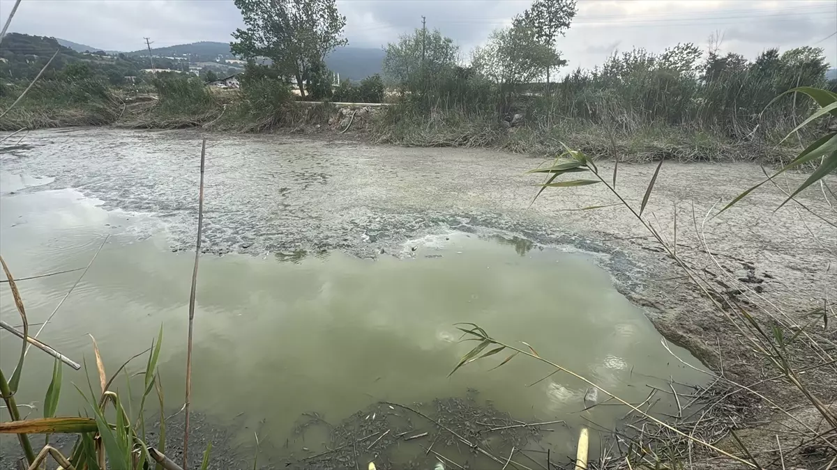 Bolu'da Balık Ölümleri Üzerine İnceleme Başlatıldı