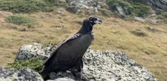 Bolu'da Tedavi Edilen Kara Akbaba Doğaya Salındı