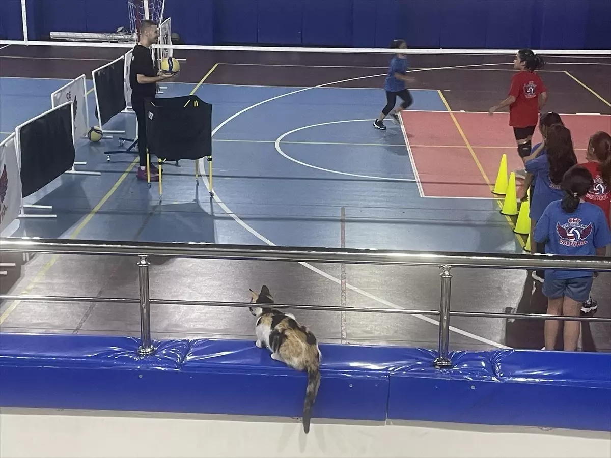 Bolu'daki Sahipsiz Kedi 'Tekir', Voleybol Kursunun Maskotu Oldu