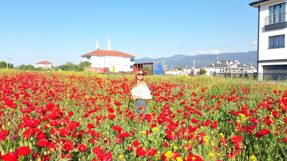 Bolu'daki Gelincik Tarlası Görsel Şölen Sunuyor