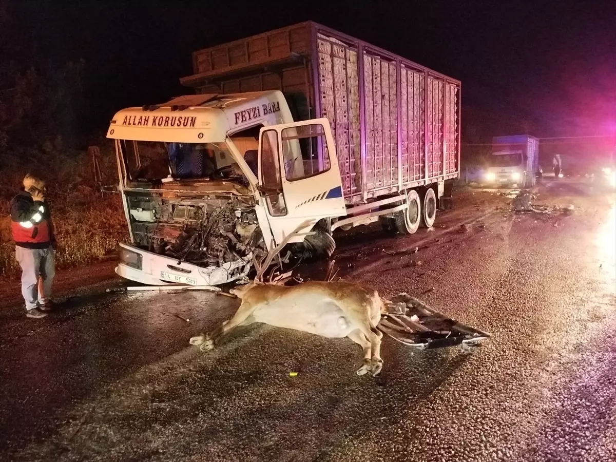 Mudurnu'da Yolda Geyik Kazası: 1 Ölü, 1 Yaralı