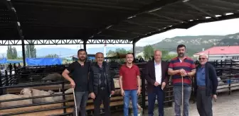 Boyabat'ta Canlı Hayvan Pazarı Açıldı