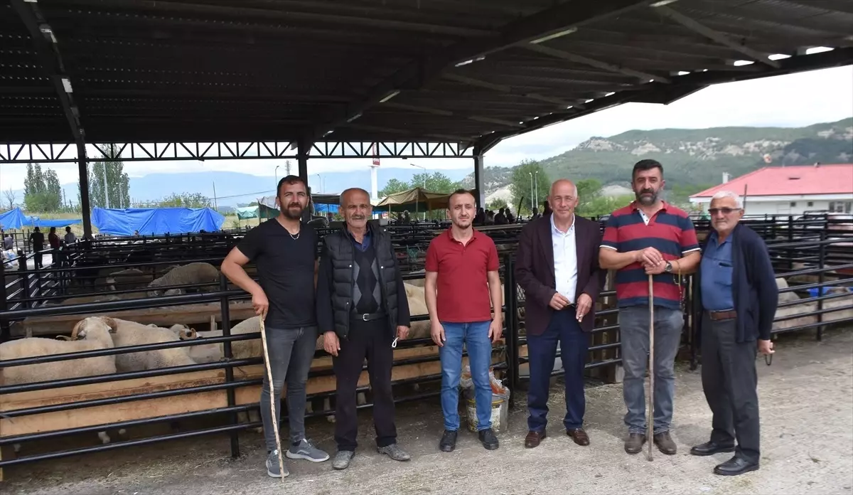 Boyabat'ta Canlı Hayvan Pazarı Açıldı
